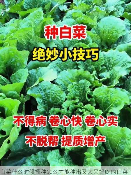 白菜什么时候播种怎么才能种出又大又好吃的白菜第2张-蔬菜基地绿色种植产业带 白菜什么时候播种怎么才能种出又大又好吃的白菜