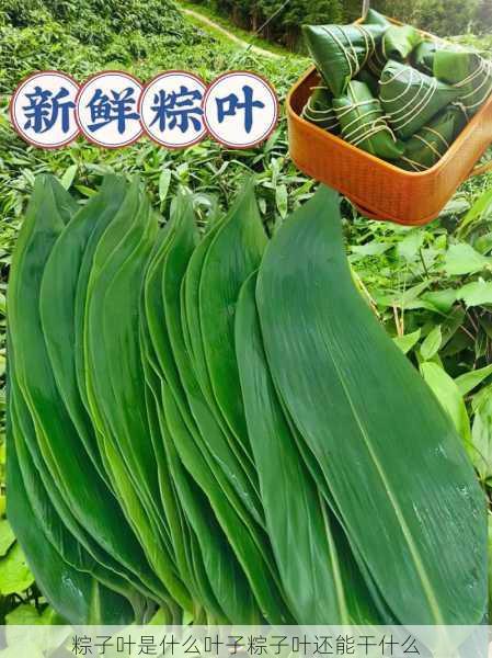 粽子叶是什么叶子粽子叶还能干什么第1张-蔬菜基地绿色种植产业带