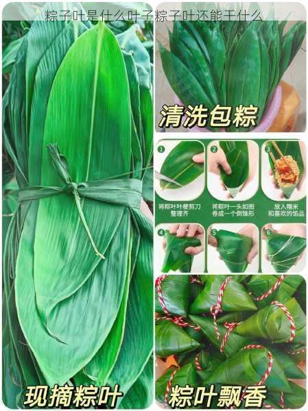 粽子叶是什么叶子粽子叶还能干什么第2张-蔬菜基地绿色种植产业带
