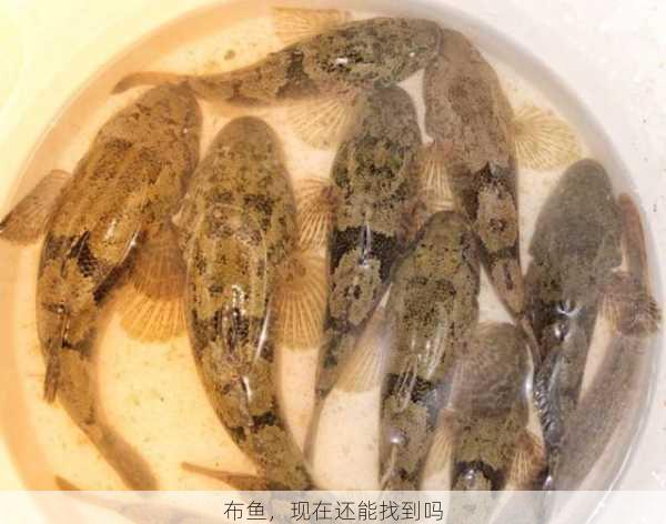 布鱼,现在还能找到吗第2张-蔬菜基地绿色种植产业带 布鱼,现在还能找到吗