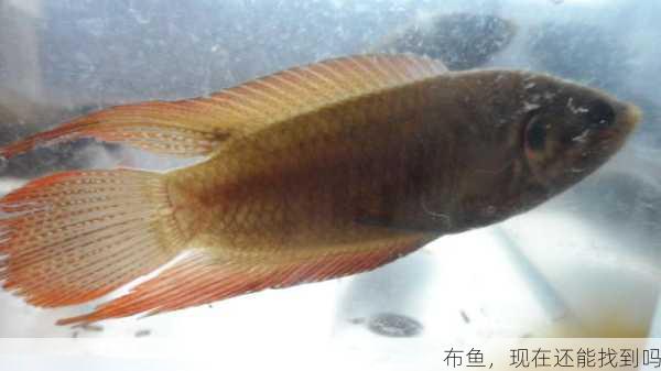 布鱼,现在还能找到吗第1张-蔬菜基地绿色种植产业带 布鱼,现在还能找到吗