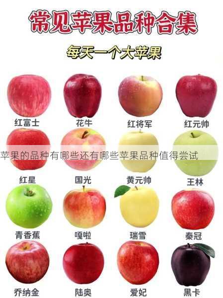 苹果的品种有哪些还有哪些苹果品种值得尝试第1张-蔬菜基地绿色种植产业带 苹果的品种有哪些还有哪些苹果品种值得尝试