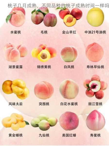 桃子几月成熟,不同品种的桃子成熟时间一样吗第1张-蔬菜基地绿色种植产业带 桃子几月成熟,不同品种的桃子成熟时间一样吗