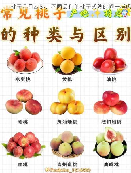 桃子几月成熟,不同品种的桃子成熟时间一样吗第2张-蔬菜基地绿色种植产业带 桃子几月成熟,不同品种的桃子成熟时间一样吗