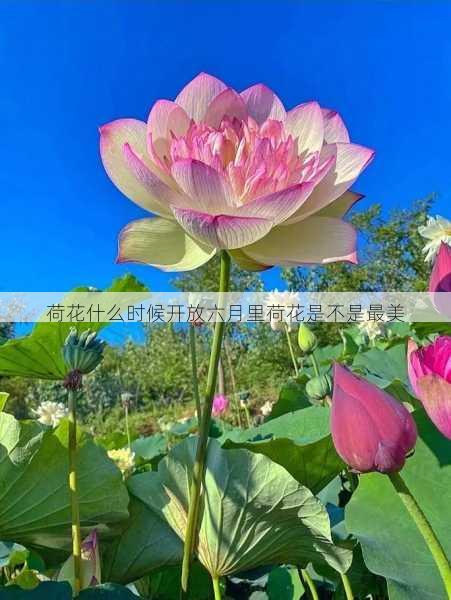 荷花什么时候开放六月里荷花是不是最美第2张-蔬菜基地绿色种植产业带