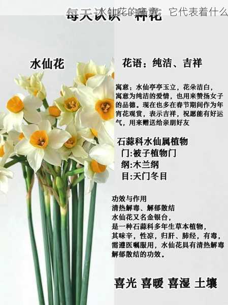 水仙花的寓意，它代表着什么第1张-蔬菜基地绿色种植产业带