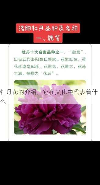 牡丹花的介绍，它在文化中代表着什么