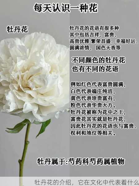 牡丹花的介绍，它在文化中代表着什么