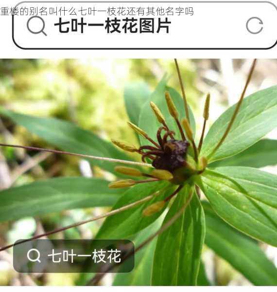 重楼的别名叫什么七叶一枝花还有其他名字吗第2张-蔬菜基地绿色种植产业带 重楼的别名叫什么七叶一枝花还有其他名字吗