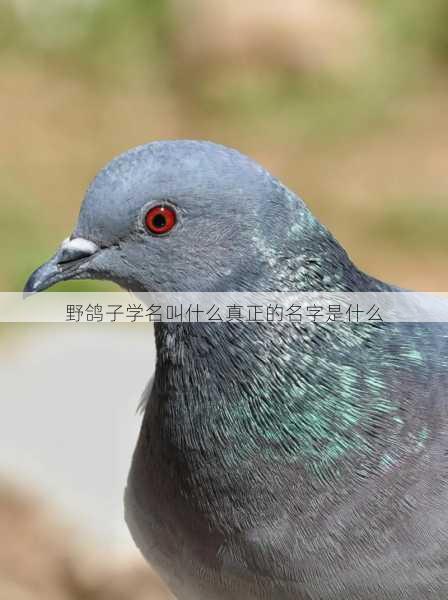 野鸽子学名叫什么真正的名字是什么第1张-蔬菜基地绿色种植产业带 野鸽子学名叫什么真正的名字是什么