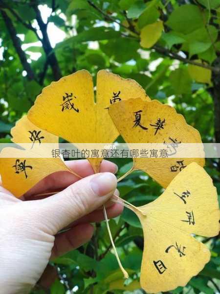 银杏叶的寓意还有哪些寓意第2张-蔬菜基地绿色种植产业带 银杏叶的寓意还有哪些寓意