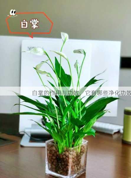 白掌的作用与功效，它有哪些净化功效第2张-蔬菜基地绿色种植产业带