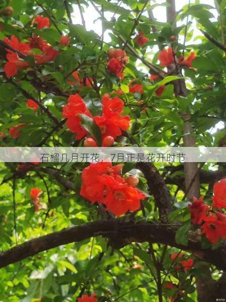 石榴几月开花,7月正是花开时节第1张-蔬菜基地绿色种植产业带 石榴几月开花,7月正是花开时节