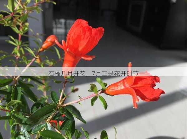 石榴几月开花,7月正是花开时节第2张-蔬菜基地绿色种植产业带 石榴几月开花,7月正是花开时节