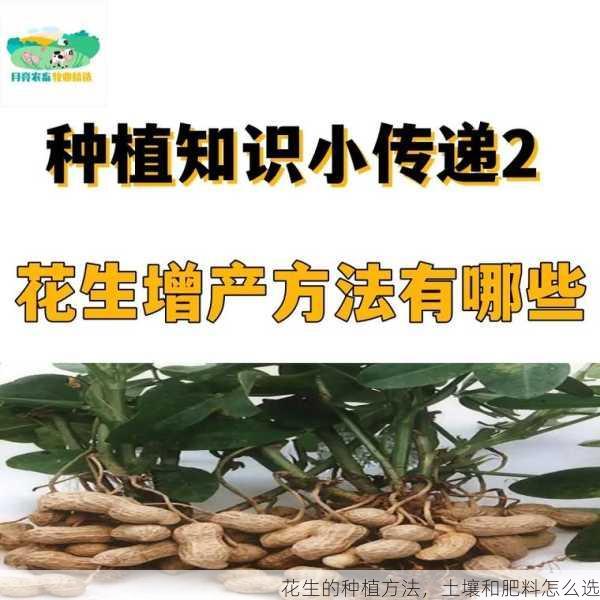 花生的种植方法，土壤和肥料怎么选第1张-蔬菜基地绿色种植产业带