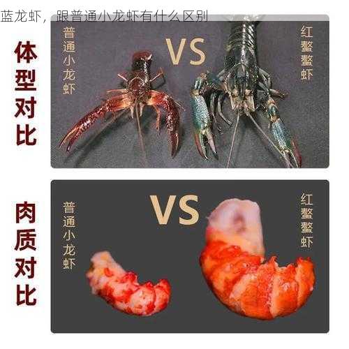 蓝龙虾,跟普通小龙虾有什么区别第1张-蔬菜基地绿色种植产业带 蓝龙虾,跟普通小龙虾有什么区别