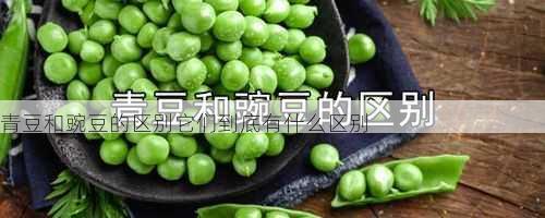 青豆和豌豆的区别它们到底有什么区别第1张-蔬菜基地绿色种植产业带