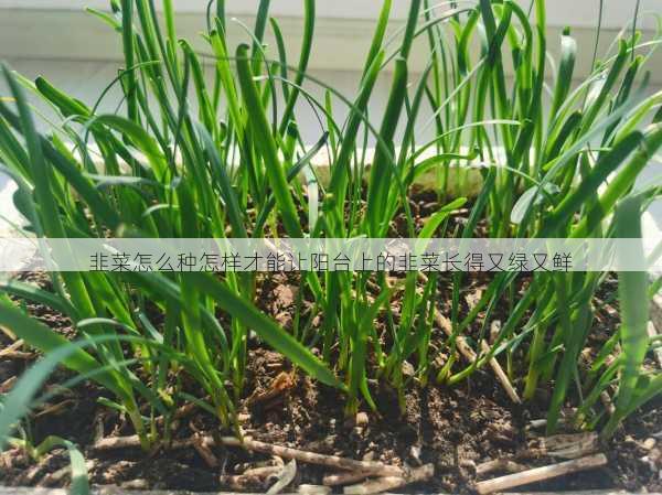韭菜怎么种怎样才能让阳台上的韭菜长得又绿又鲜第2张-蔬菜基地绿色种植产业带 韭菜怎么种怎样才能让阳台上的韭菜长得又绿又鲜