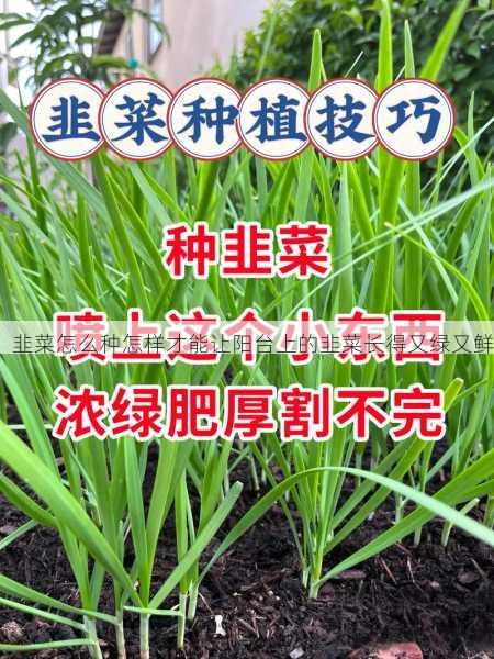 韭菜怎么种怎样才能让阳台上的韭菜长得又绿又鲜第1张-蔬菜基地绿色种植产业带 韭菜怎么种怎样才能让阳台上的韭菜长得又绿又鲜