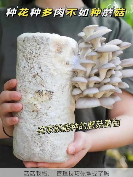 菇菇栽培, 管理技巧你掌握了吗第2张-蔬菜基地绿色种植产业带 菇菇栽培, 管理技巧你掌握了吗