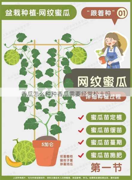 香瓜怎么种种香瓜需要经常松土吗第1张-蔬菜基地绿色种植产业带 香瓜怎么种种香瓜需要经常松土吗