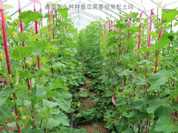 香瓜怎么种种香瓜需要经常松土吗第2张-蔬菜基地绿色种植产业带 香瓜怎么种种香瓜需要经常松土吗