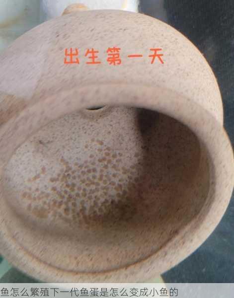 鱼怎么繁殖下一代鱼蛋是怎么变成小鱼的第1张-蔬菜基地绿色种植产业带 鱼怎么繁殖下一代鱼蛋是怎么变成小鱼的