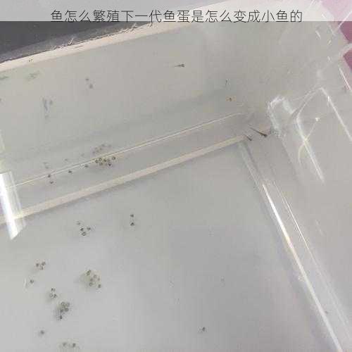 鱼怎么繁殖下一代鱼蛋是怎么变成小鱼的第2张-蔬菜基地绿色种植产业带 鱼怎么繁殖下一代鱼蛋是怎么变成小鱼的