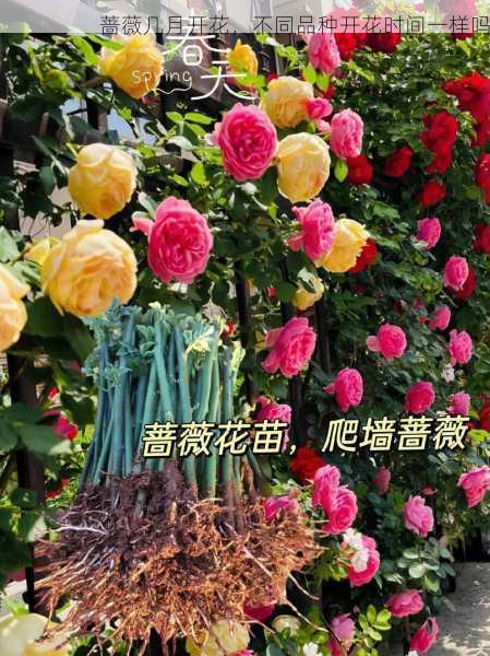 蔷薇几月开花,不同品种开花时间一样吗第2张-蔬菜基地绿色种植产业带 蔷薇几月开花,不同品种开花时间一样吗