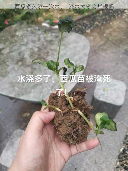 西瓜多久浇一次水, 浇水太多会烂根吗第2张-蔬菜基地绿色种植产业带 西瓜多久浇一次水, 浇水太多会烂根吗