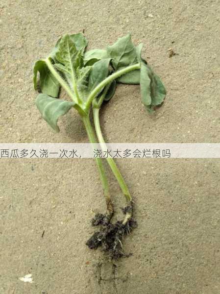 西瓜多久浇一次水, 浇水太多会烂根吗第1张-蔬菜基地绿色种植产业带 西瓜多久浇一次水, 浇水太多会烂根吗