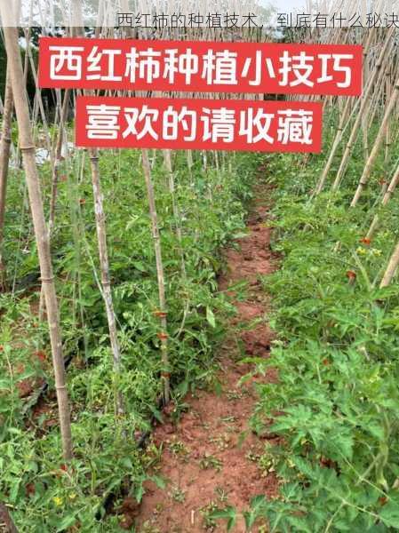 西红柿的种植技术,到底有什么秘诀第2张-蔬菜基地绿色种植产业带 西红柿的种植技术,到底有什么秘诀