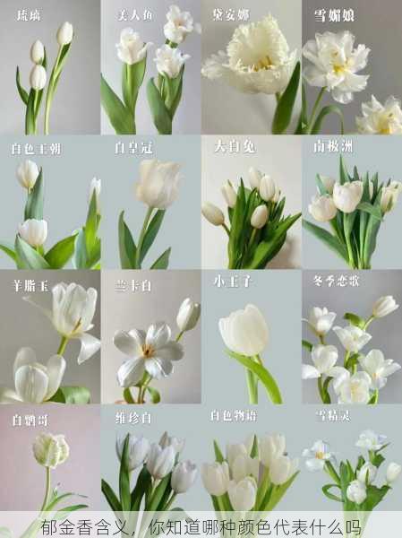 郁金香含义,你知道哪种颜色代表什么吗第2张-蔬菜基地绿色种植产业带 郁金香含义,你知道哪种颜色代表什么吗