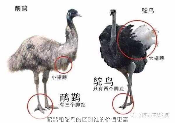 鸸鹋和鸵鸟的区别谁的价值更高第1张-蔬菜基地绿色种植产业带 鸸鹋和鸵鸟的区别谁的价值更高