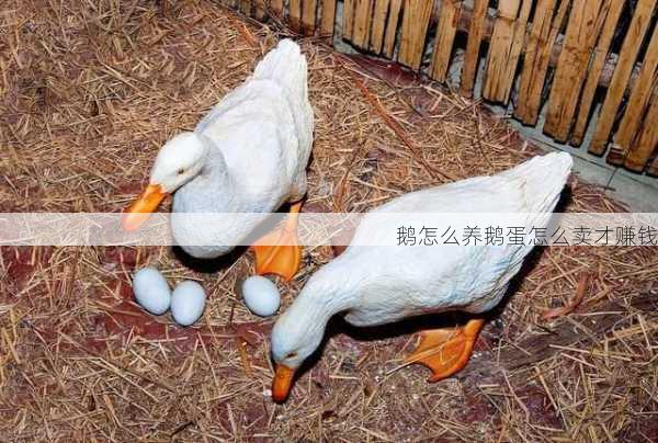 鹅怎么养鹅蛋怎么卖才赚钱第1张-蔬菜基地绿色种植产业带 鹅怎么养鹅蛋怎么卖才赚钱