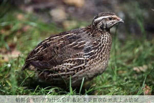 鹌鹑会飞吗但为什么它们看起来更喜欢在地面上活动呢第1张-蔬菜基地绿色种植产业带 鹌鹑会飞吗但为什么它们看起来更喜欢在地面上活动呢