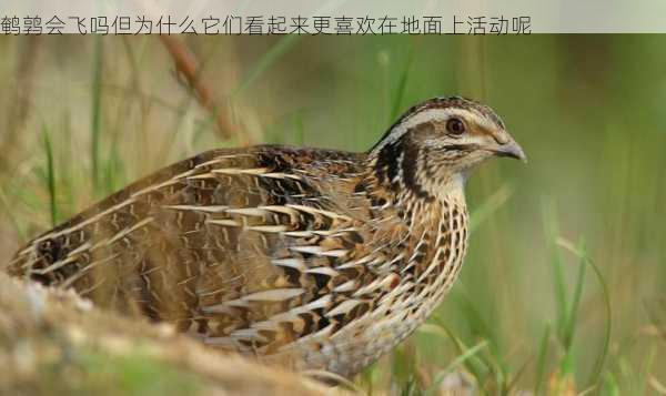 鹌鹑会飞吗但为什么它们看起来更喜欢在地面上活动呢第2张-蔬菜基地绿色种植产业带 鹌鹑会飞吗但为什么它们看起来更喜欢在地面上活动呢