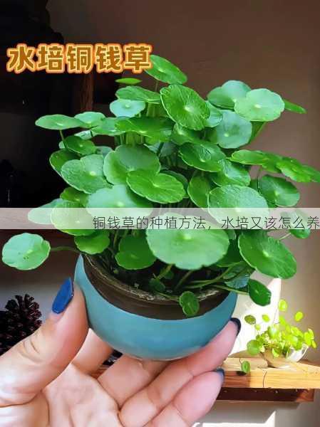 铜钱草的种植方法，水培又该怎么养第1张-蔬菜基地绿色种植产业带