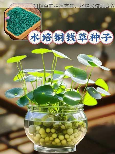 铜钱草的种植方法，水培又该怎么养第2张-蔬菜基地绿色种植产业带