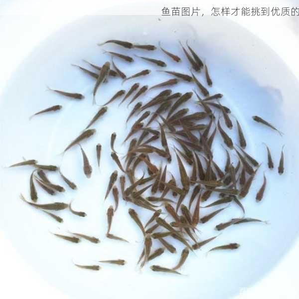 鱼苗图片,怎样才能挑到优质的第1张-蔬菜基地绿色种植产业带 鱼苗图片,怎样才能挑到优质的