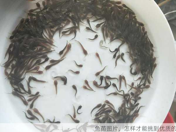 鱼苗图片,怎样才能挑到优质的第2张-蔬菜基地绿色种植产业带 鱼苗图片,怎样才能挑到优质的