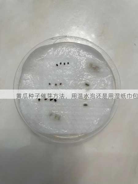 黄瓜种子催芽方法,用温水泡还是用湿纸巾包第2张-蔬菜基地绿色种植产业带 黄瓜种子催芽方法,用温水泡还是用湿纸巾包