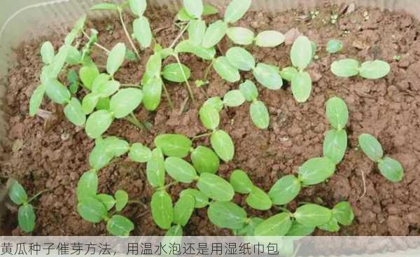 黄瓜种子催芽方法,用温水泡还是用湿纸巾包第1张-蔬菜基地绿色种植产业带 黄瓜种子催芽方法,用温水泡还是用湿纸巾包