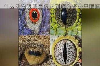 什么动物眼睛最多它到底有多少只眼睛第2张-蔬菜基地绿色种植产业带 什么动物眼睛最多它到底有多少只眼睛