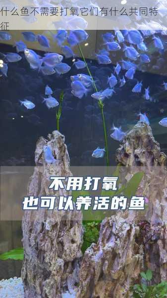 什么鱼不需要打氧它们有什么共同特征第1张-蔬菜基地绿色种植产业带 什么鱼不需要打氧它们有什么共同特征