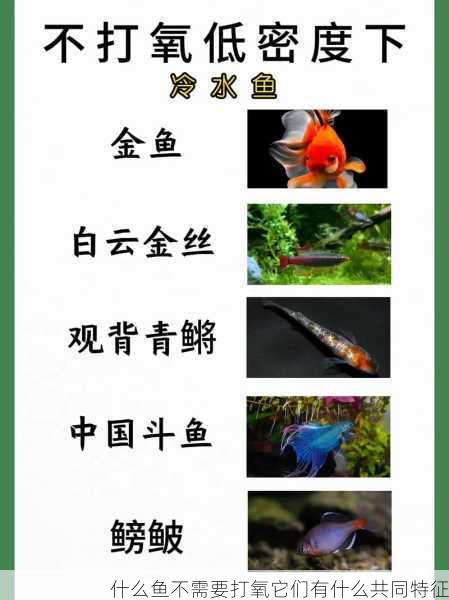 什么鱼不需要打氧它们有什么共同特征第2张-蔬菜基地绿色种植产业带 什么鱼不需要打氧它们有什么共同特征