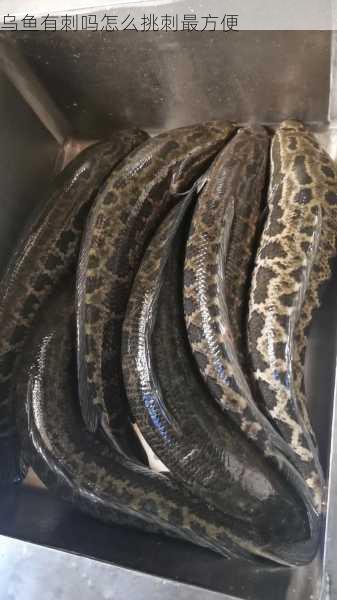 乌鱼有刺吗怎么挑刺最方便第1张-蔬菜基地绿色种植产业带 乌鱼有刺吗怎么挑刺最方便