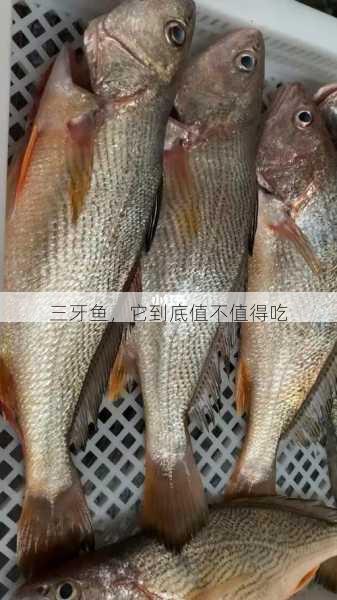 三牙鱼,它到底值不值得吃第2张-蔬菜基地绿色种植产业带 三牙鱼,它到底值不值得吃