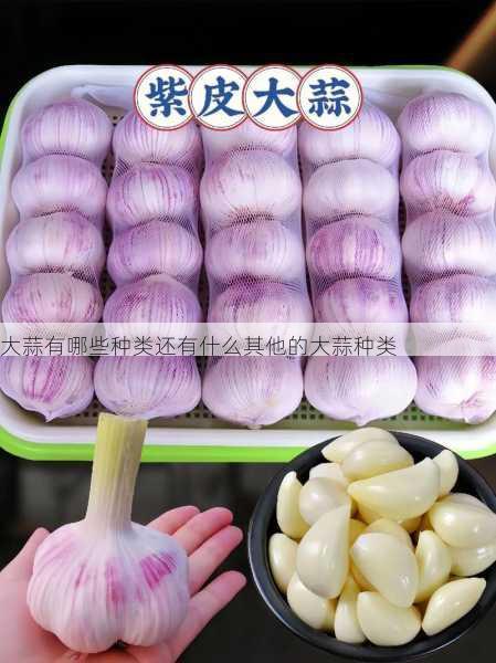 大蒜有哪些种类还有什么其他的大蒜种类第2张-蔬菜基地绿色种植产业带
