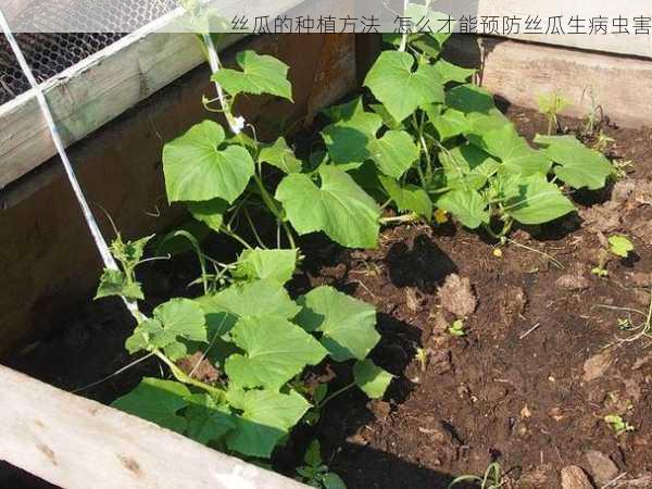 丝瓜的种植方法 怎么才能预防丝瓜生病虫害第2张-蔬菜基地绿色种植产业带 丝瓜的种植方法 怎么才能预防丝瓜生病虫害